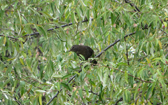 Turdus merula