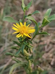 Pentanema spiraeifolium
