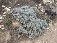 Astragalus miguelensis