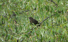 Turdus merula