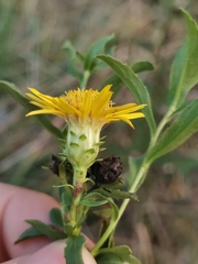 Pentanema spiraeifolium