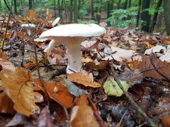 Infundibulicybe geotropa
