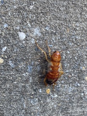 Shelfordella lateralis