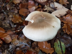 Infundibulicybe geotropa