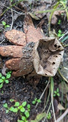 Myriostoma coliforme