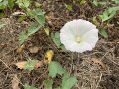 Calystegia macrostegia macrostegia