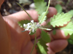 Halimolobos diffusus