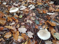 Infundibulicybe geotropa