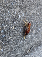 Shelfordella lateralis