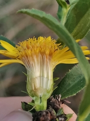 Pentanema spiraeifolium