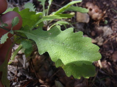 Halimolobos diffusus