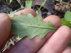 Halimolobos diffusus