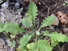 Halimolobos diffusus