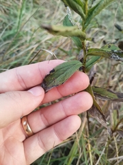 Pentanema spiraeifolium