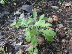 Halimolobos diffusus