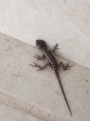 Sceloporus horridus