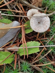 Rhodocybe caelata