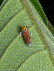 Bothrogonia ferruginea