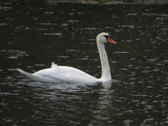Cygnus olor