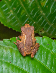 Pseudophilautus wynaadensis