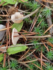 Rhodocybe caelata