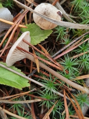 Rhodocybe caelata