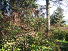 Forsythia viridissima