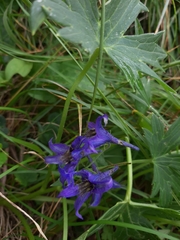Delphinium oxysepalum, photograph (c) sjajuga, some rights reserved (CC BY)