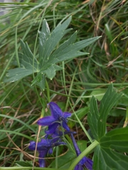 Delphinium oxysepalum, photograph (c) sjajuga, some rights reserved (CC BY)