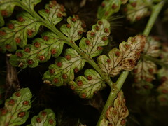 Dryopteris glabra