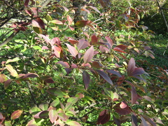Forsythia viridissima