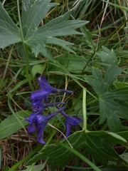 Delphinium oxysepalum, photograph (c) sjajuga, some rights reserved (CC BY)