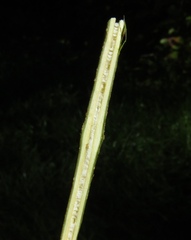 Forsythia viridissima