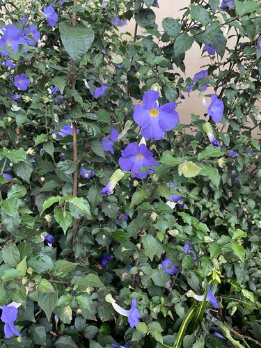 Thunbergia erecta image