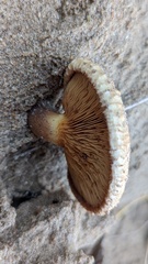 Paxillus involutus