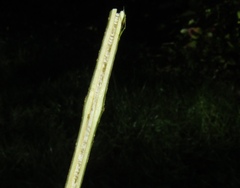 Forsythia viridissima