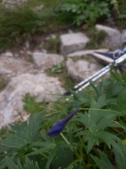 Delphinium oxysepalum, photograph (c) sjajuga, some rights reserved (CC BY)