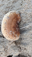 Paxillus involutus