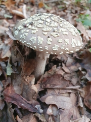Amanita franchetii