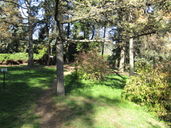 Forsythia viridissima