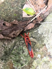 Macrocheraia grandis