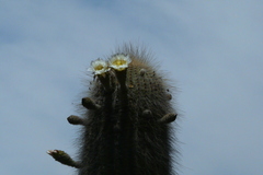 Trichocereus atacamensis