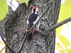 Dendrocopos syriacus