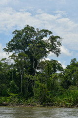 Ceiba pentandra