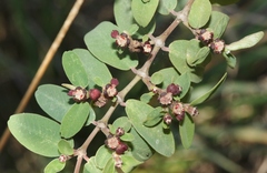 Euphorbia olowaluana