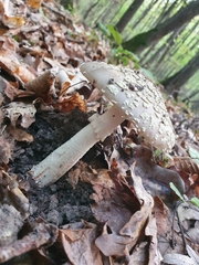 Amanita franchetii