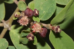 Euphorbia olowaluana
