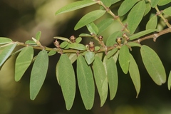 Euphorbia olowaluana