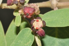 Euphorbia olowaluana