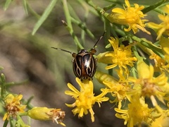 Phylloscelis atra